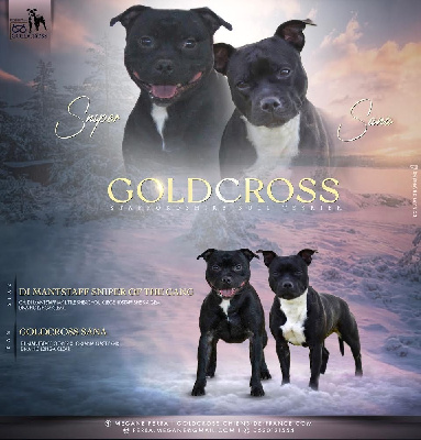 Goldcross - Staffordshire Bull Terrier - Portée née le 16/01/2024