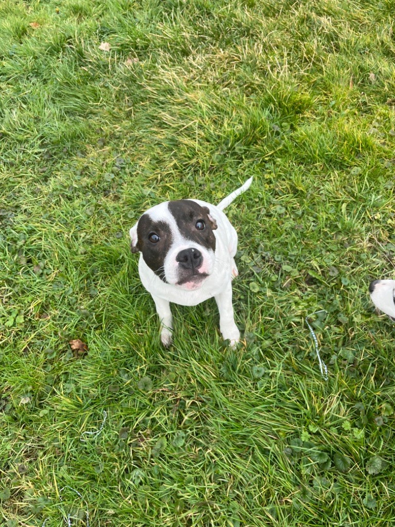 Goldcross - Chiot disponible  - Staffordshire Bull Terrier
