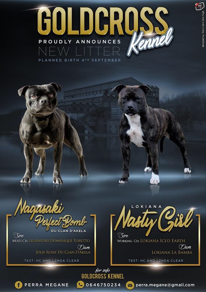 Goldcross - Staffordshire Bull Terrier - Portée née le 28/08/2019